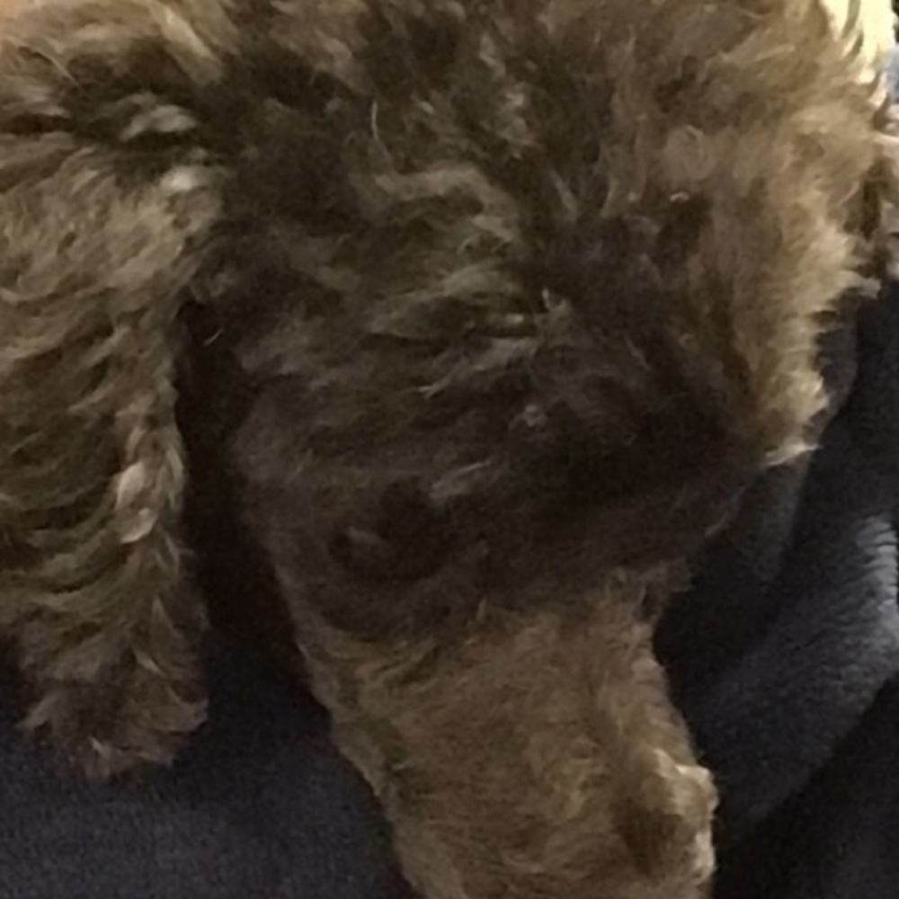 Meet your Posher, Diane